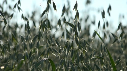 Oats - The World's Healthiest Foods