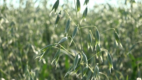 Oats - The World's Healthiest Foods