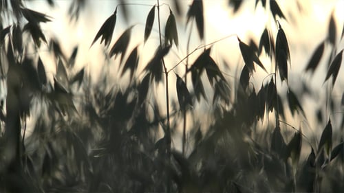 Oats - The World's Healthiest Foods