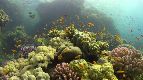 Tropical Fish On Vibrant Coral Reef