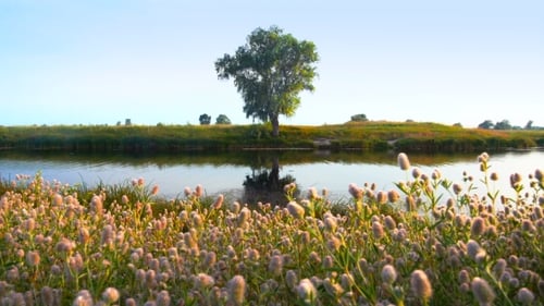 Alone Tree