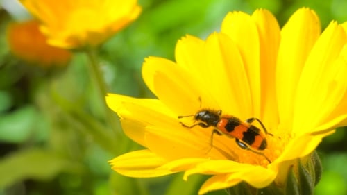 Striped Insect Crawling on Bright Yellow Flower