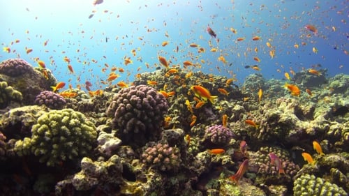 Tropical Fish On Vibrant Coral Reef