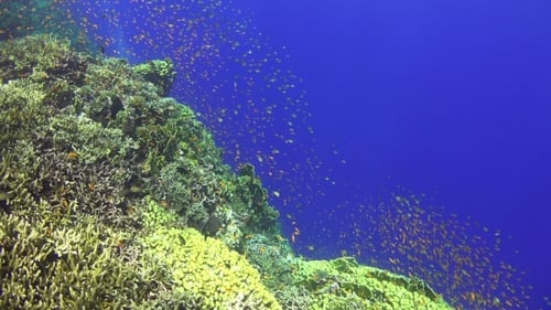 Tropical Fish On Vibrant Coral Reef