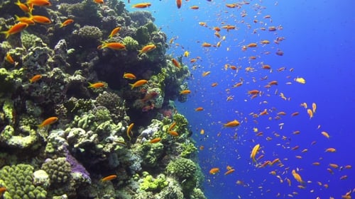 Tropical Fish On Vibrant Coral Reef