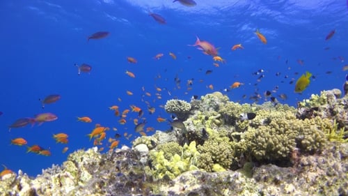 Tropical Fish On Vibrant Coral Reef