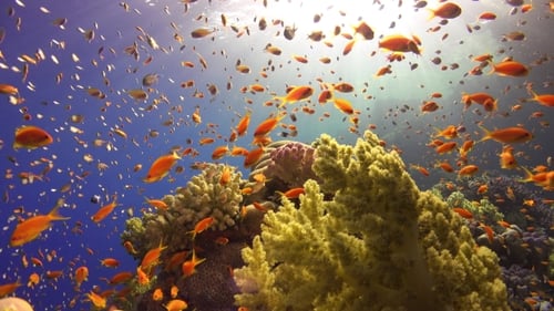 Tropical Fish On Vibrant Coral Reef
