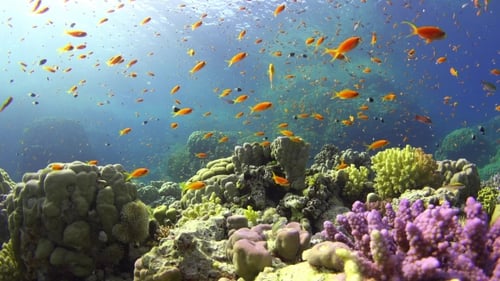 Tropical Fish On Vibrant Coral Reef