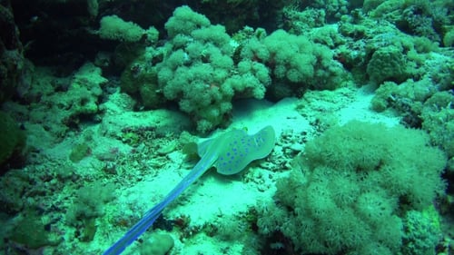 Blue Spotted Stingray On Coral Reef