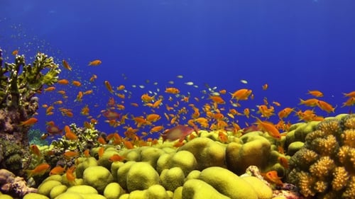 Tropical Fish On Vibrant Coral Reef