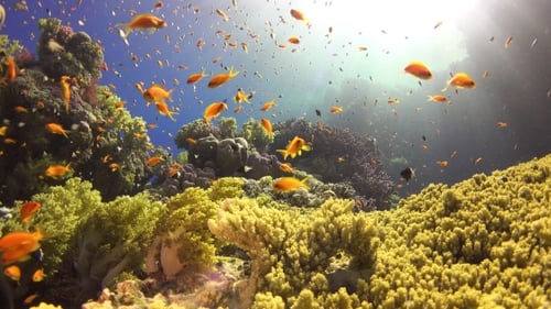 Tropical Fish On Vibrant Coral Reef