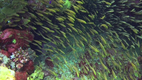 Tropical Fish On Vibrant Coral Reef