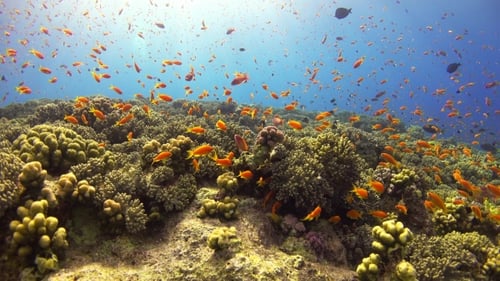 Tropical Fish On Vibrant Coral Reef