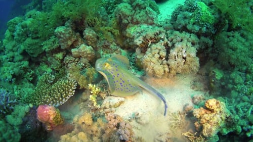 Blue Spotted Stingray On Coral Reef
