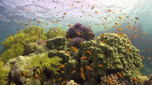 Tropical Fish On Vibrant Coral Reef