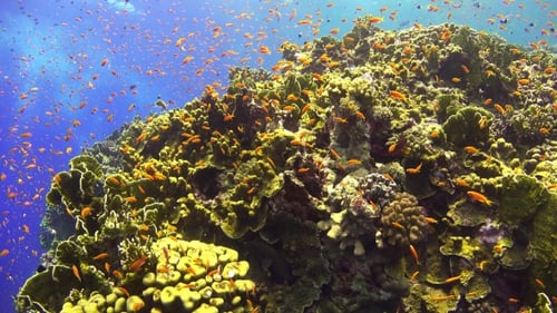 Tropical Fish On Vibrant Coral Reef