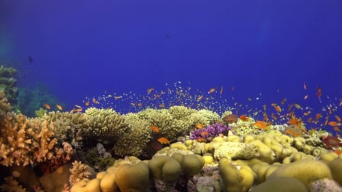 Tropical Fish On Vibrant Coral Reef