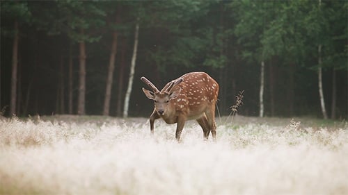 Spotted Deer Grazing Peacefully in Meadow by Forest