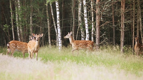 A Herd of Spotted Deer
