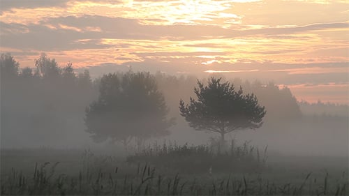 Misty Sunrise over Rural Landscape with Trees
