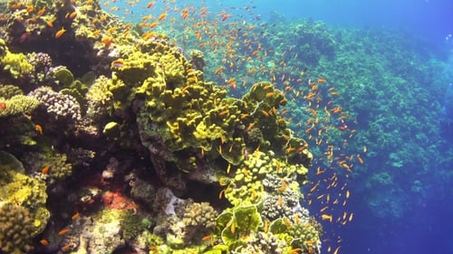 Tropical Fish On Vibrant Coral Reef