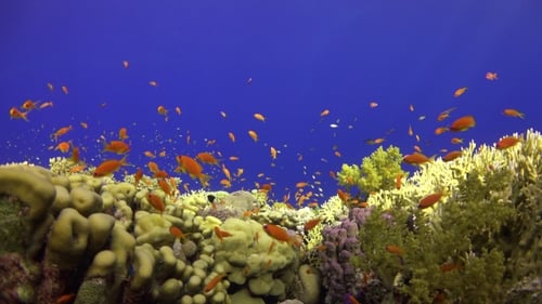 Tropical Fish on Vibrant Coral Reef