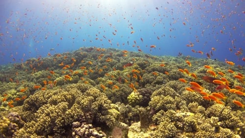 Tropical Fish on Vibrant Coral Reef