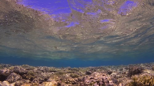 Ondas do mar sobre o recife de coral