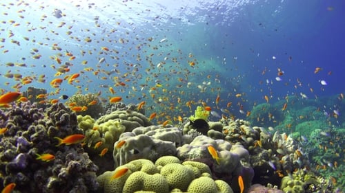 Tropical Fish on Vibrant Coral Reef