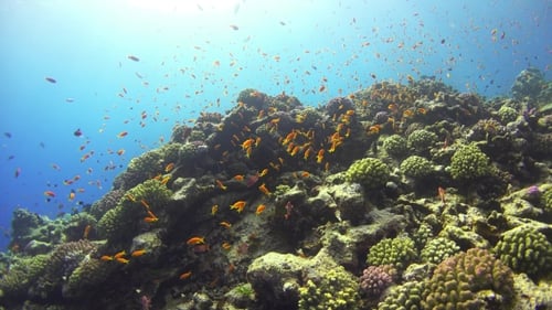 Tropical Fish On Vibrant Coral Reef