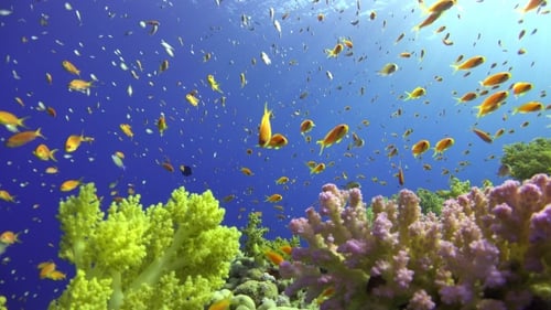 Tropical Fish on Vibrant Coral Reef