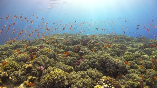 Tropical Fish On Vibrant Coral Reef