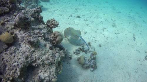 Blue Spotted Stingray On Coral Reef