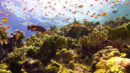 Tropical Fish On Vibrant Coral Reef