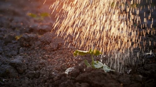 Watering a Young Plant Growing Trough Dead Ground