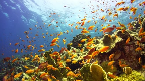 Tropical Fish On Vibrant Coral Reef