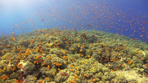 Tropical Fish On Vibrant Coral Reef