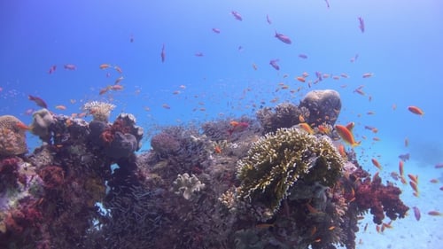 Tropical Fish On Vibrant Coral Reef