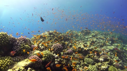 Tropical Fish On Vibrant Coral Reef