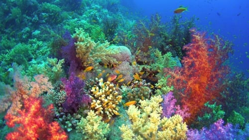 Tropical Fish On Vibrant Coral Reef