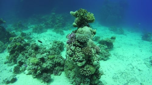 Tropical Fish On Vibrant Coral Reef