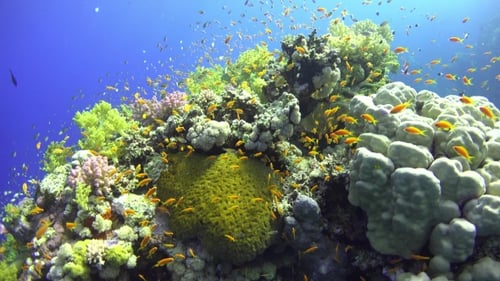 Tropical Fish On Vibrant Coral Reef