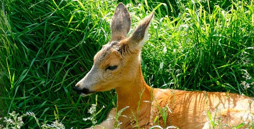 Young Deer Resting in Green Grass on Sunny Day