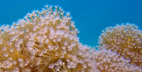 Lively Coral Reef Thriving in Blue Ocean