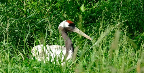 Bird Crane