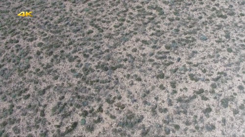 Desert Surface Plants