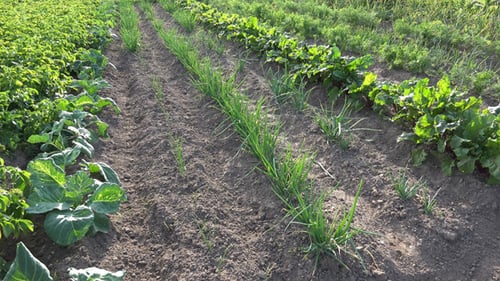 Kitchen or Vegetable Garden
