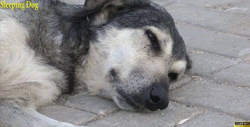 Chien endormi
