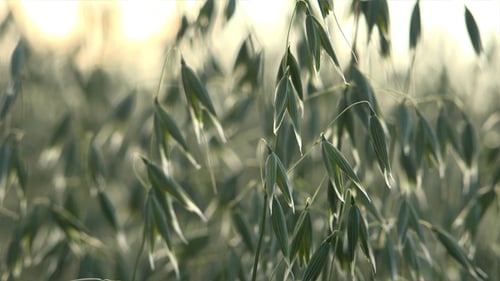 Oats - The World's Healthiest Foods