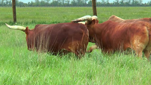 Red Bulls Watussi Grazing in the Wilderness on the Grass